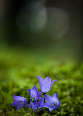 Harebells in Moss