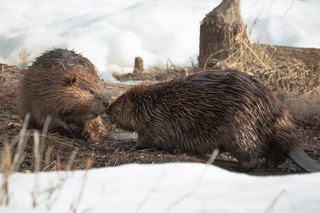 Friendly Beavers