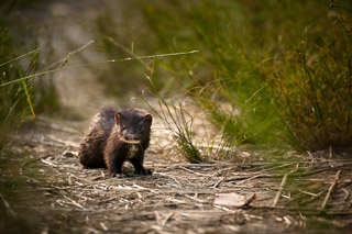 Curious Mink