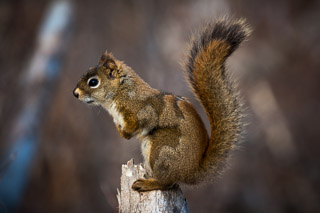 Moulting Red Squirrel