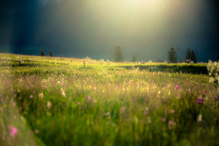 Hidden Elk in Meadow Sunset