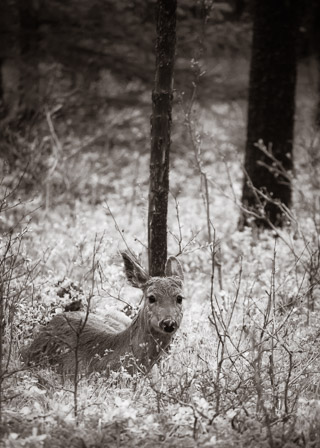 Doe Eyed