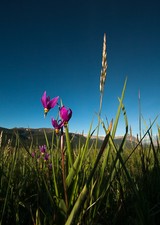 In the Flowers and Grass