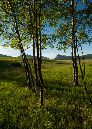 Greens and Blues of Summer