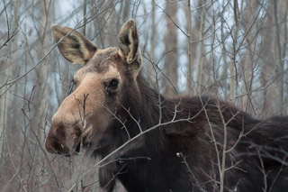 Moose Through Poplar