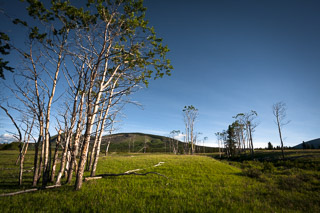 Morning Stands of Poplar