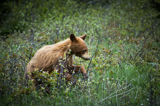 Young Black Bear