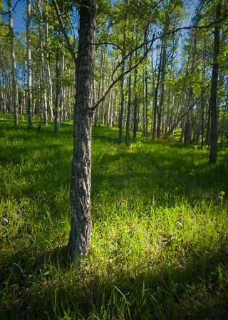 Summery Poplar Meadow