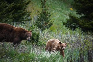 Black Bear and Cub
