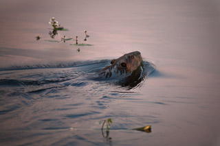 Swimming Through the Lily Pads