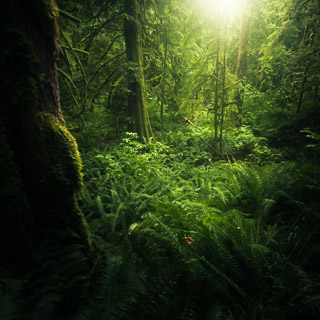 Rainforest Vignette