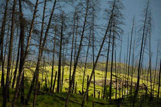 Bare Trees, Green Hills and Blue Sky