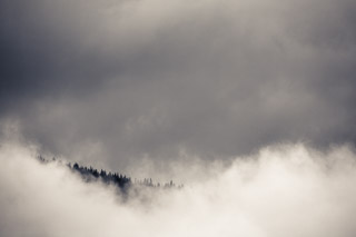 Forest in the Clouds