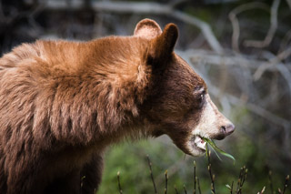 Cinnamon Black Bear Eating