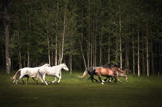Wild Horses