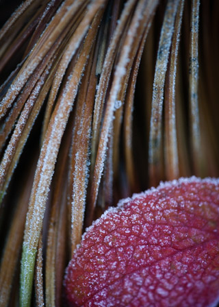 Leaf on Needles
