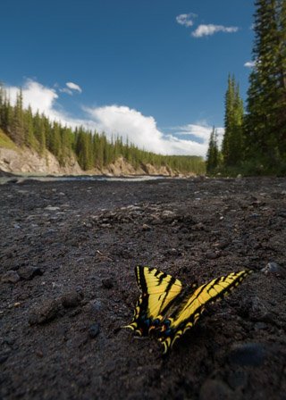 Tiger Swallowtail