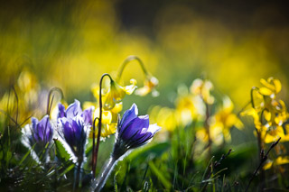 Crocus Compliments