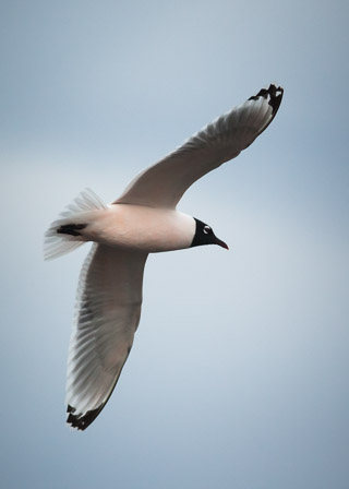 Franklin's Gull