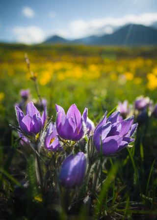 Crocuses in a Blur of Yellow