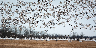 Snow Goose Flight