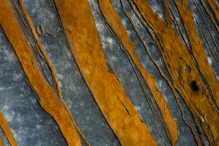 Weathered Orange Lines