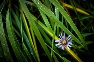 Aster in Grass