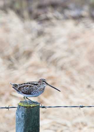 Common Snipe on a Fencepost