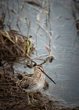 Wilson's Snipe