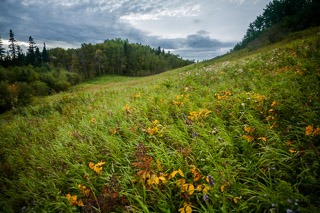 Grassy Fall Hillside