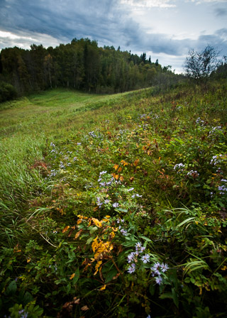 Aster on the Hillside
