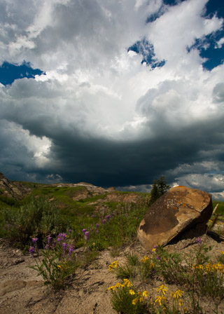 Wildflowers Waiting for the Storm
