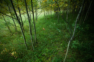 Young Forest Floor