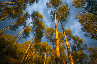 Warm Poplar Slope