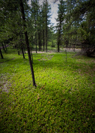 Carpet of Bearberries