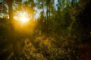 Evening Sun Flare on a Hillside