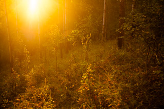Gold-Drenched Hillside