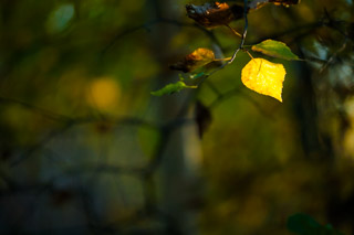 Leaf Spotlight
