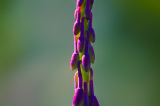 Fireweed Buds