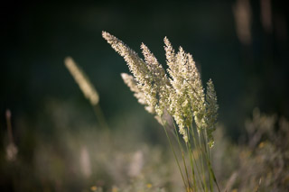 Grass Against a Dark Forest