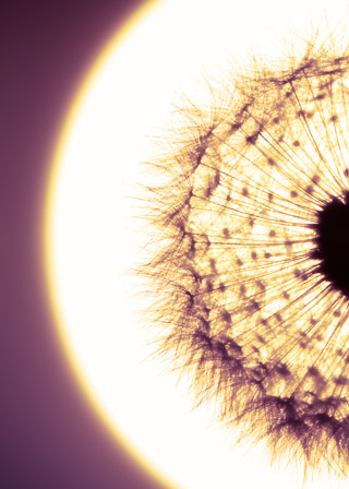 Into the Sun: Dandelion Eye
