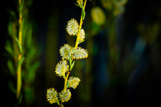 Spring Willow Catkins