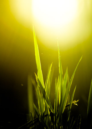 Golden Greens