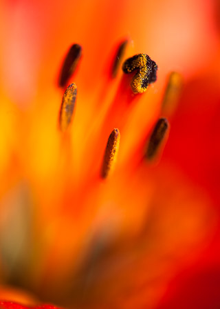 Tiger Lily