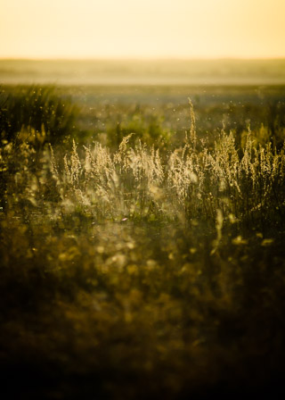 Seeding