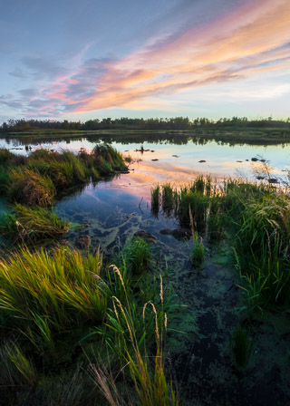 Evening Marsh