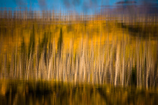 Fall Textures Reflected