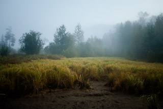 Empty Marsh on a Foggy Morning