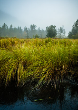 Reeds in the Fog
