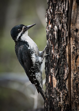 Black Backed Woodpecker